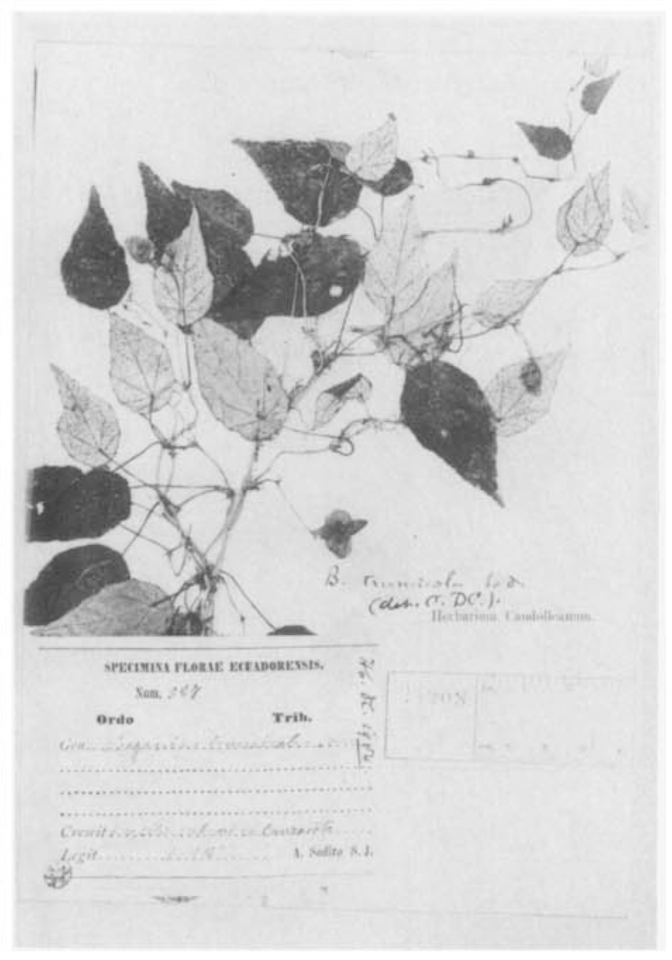 B. truncicola